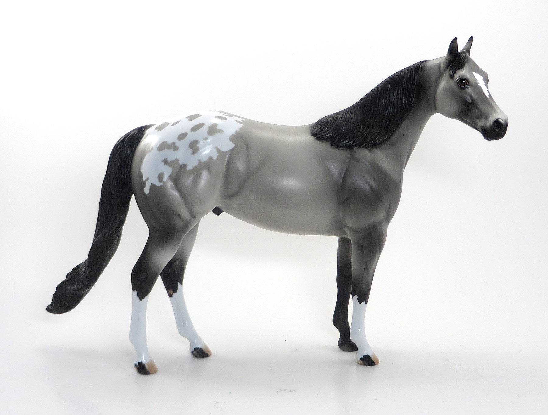 SEE ME SPOTS- LE3 EQ 2015 Grey Appaloosa Stock Horse
