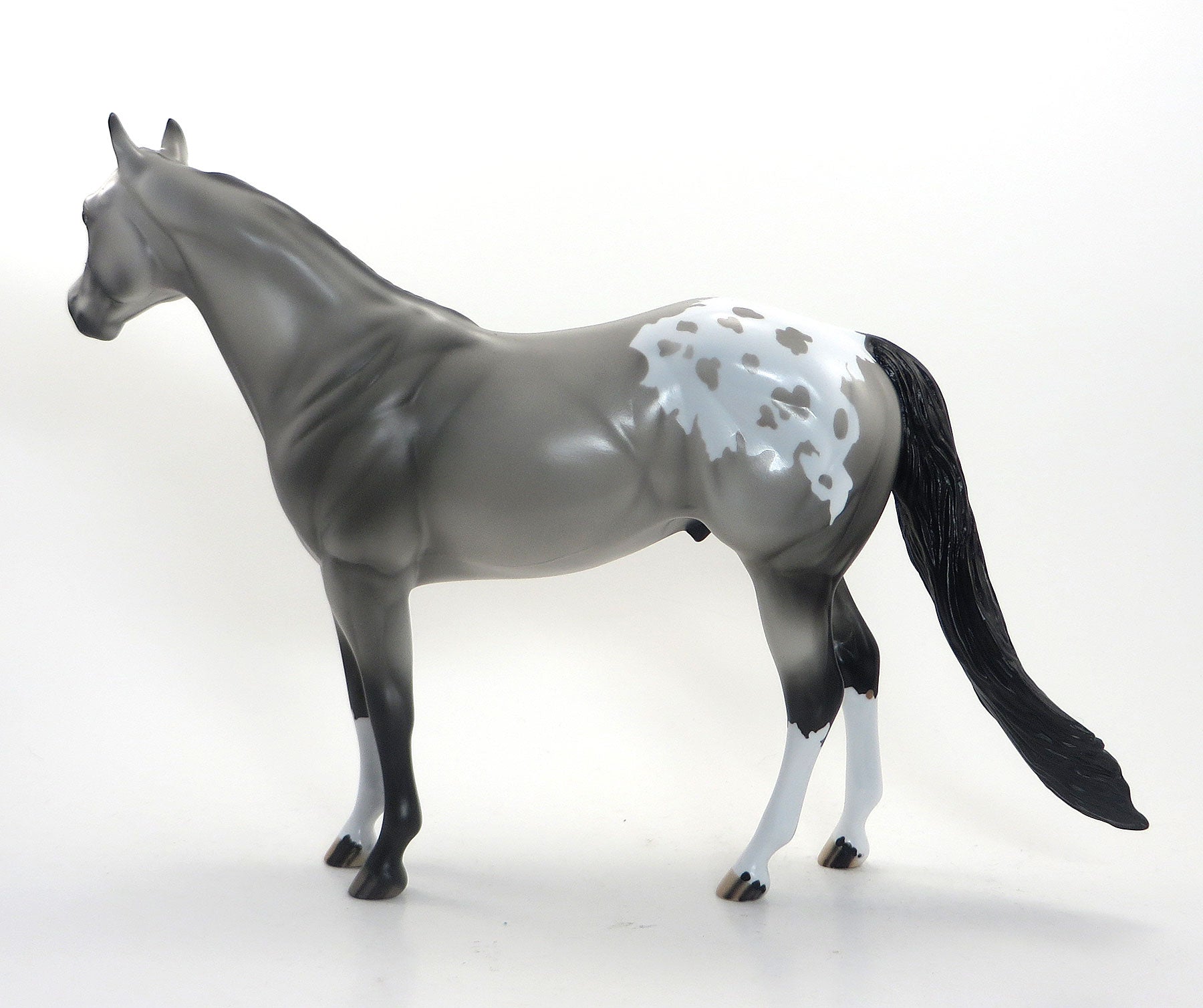 SEE ME SPOTS- LE3 EQ 2015 Grey Appaloosa Stock Horse