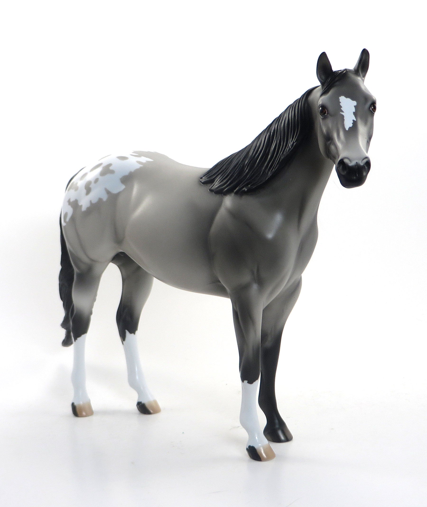 SEE ME SPOTS- LE3 EQ 2015 Grey Appaloosa Stock Horse