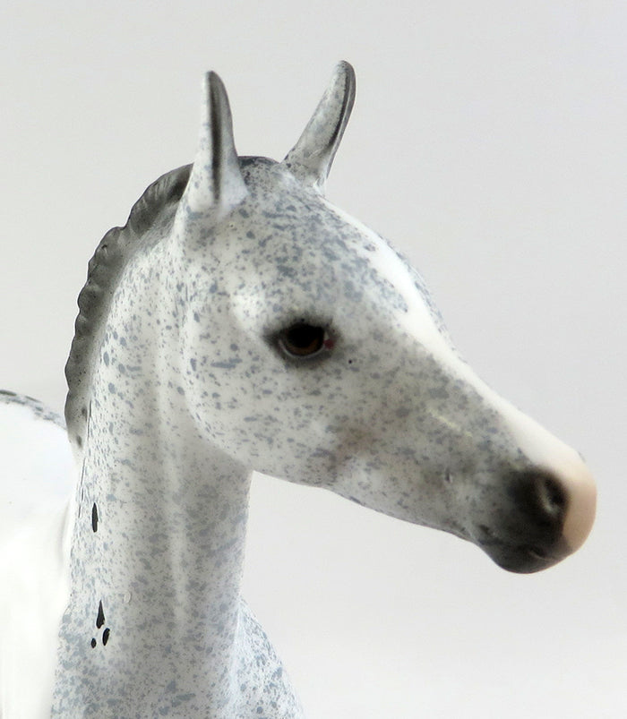 appaloosa