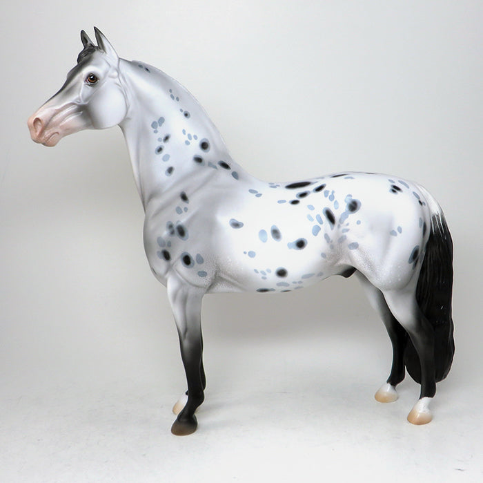 cappy appaloosa morgan