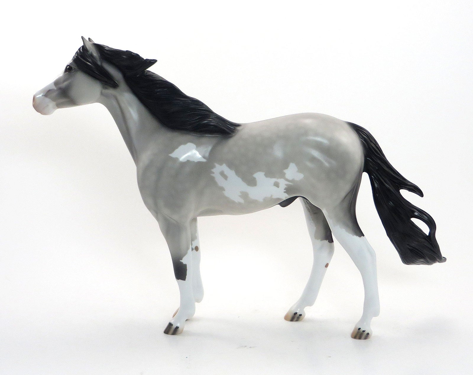 ICE KING- OOAK Dappled Grey W/Black Points Pinto Mustang 8/14