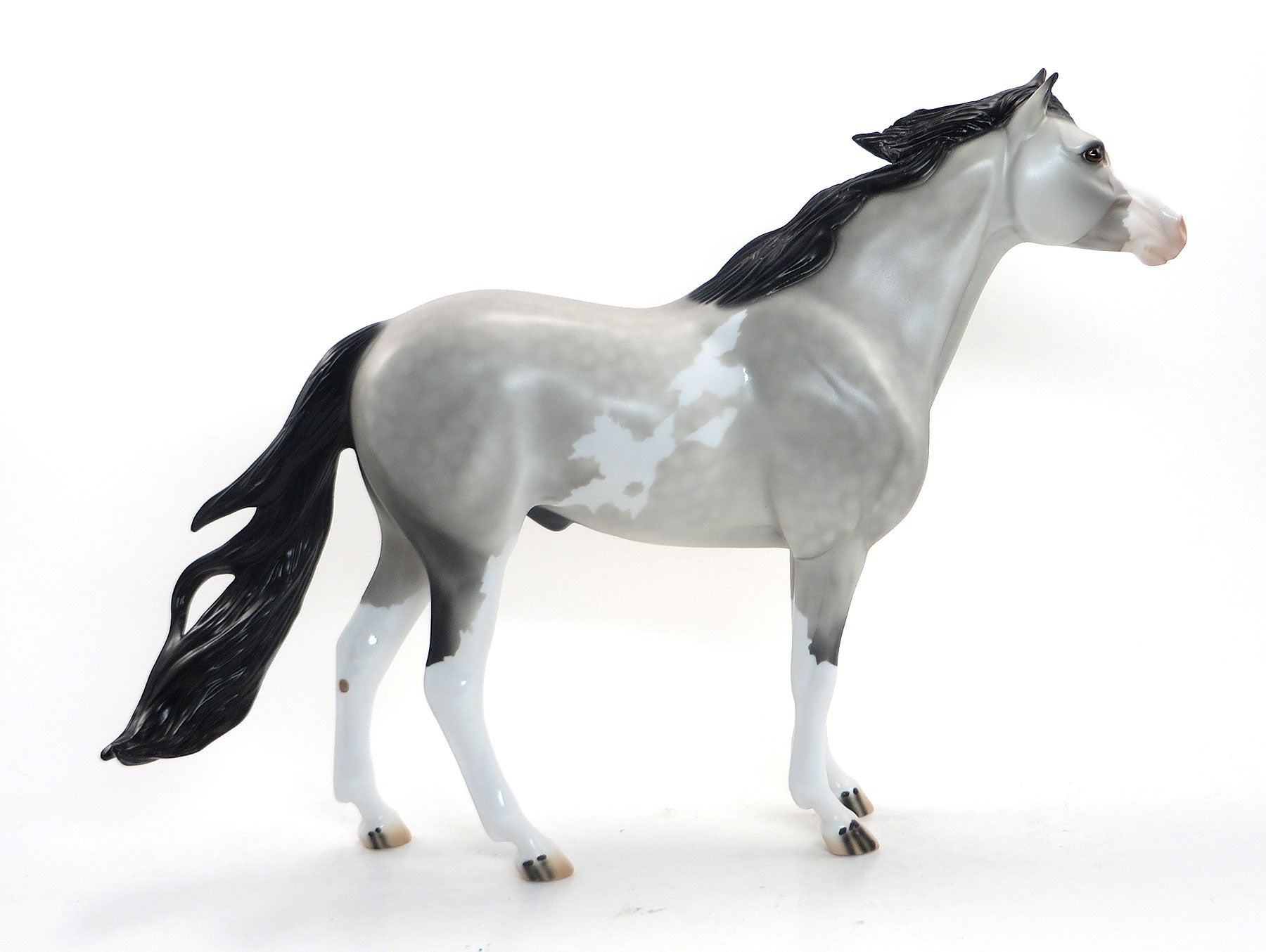 ICE KING- OOAK Dappled Grey W/Black Points Pinto Mustang 8/14