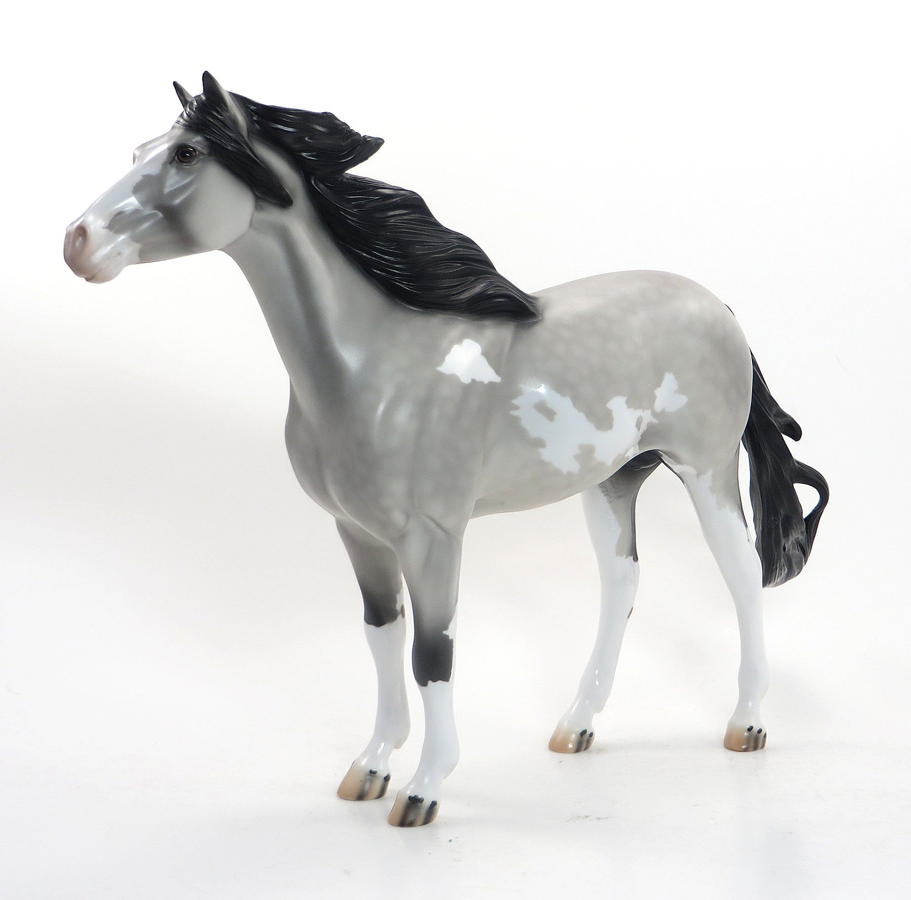 ICE KING- OOAK Dappled Grey W/Black Points Pinto Mustang 8/14