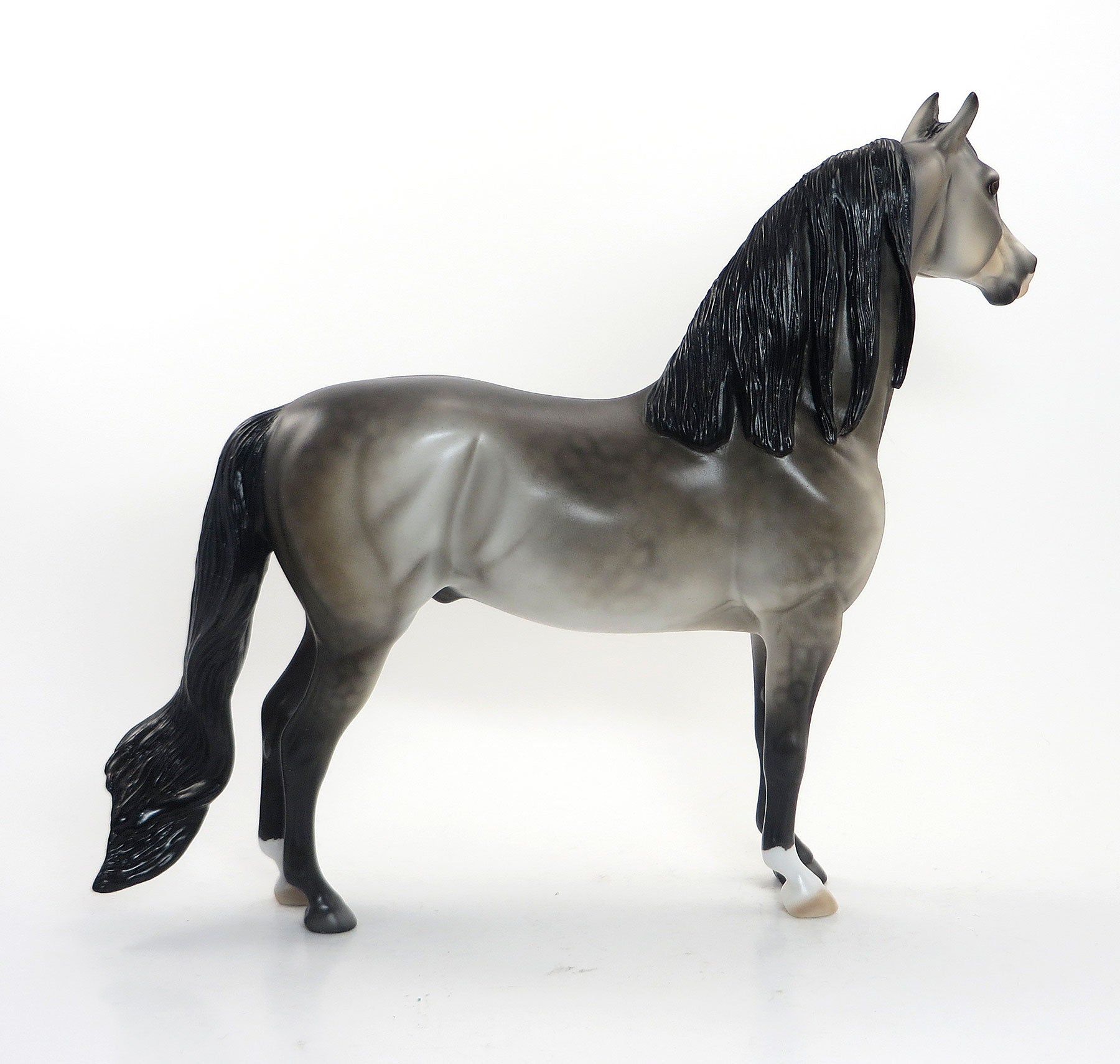 SPINDLY TAM - OOAK Dappled Sooty Buckskin Morgan 8/14