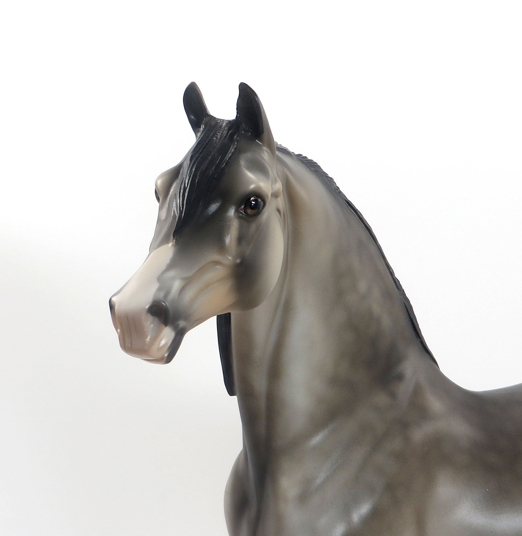 SPINDLY TAM - OOAK Dappled Sooty Buckskin Morgan 8/14