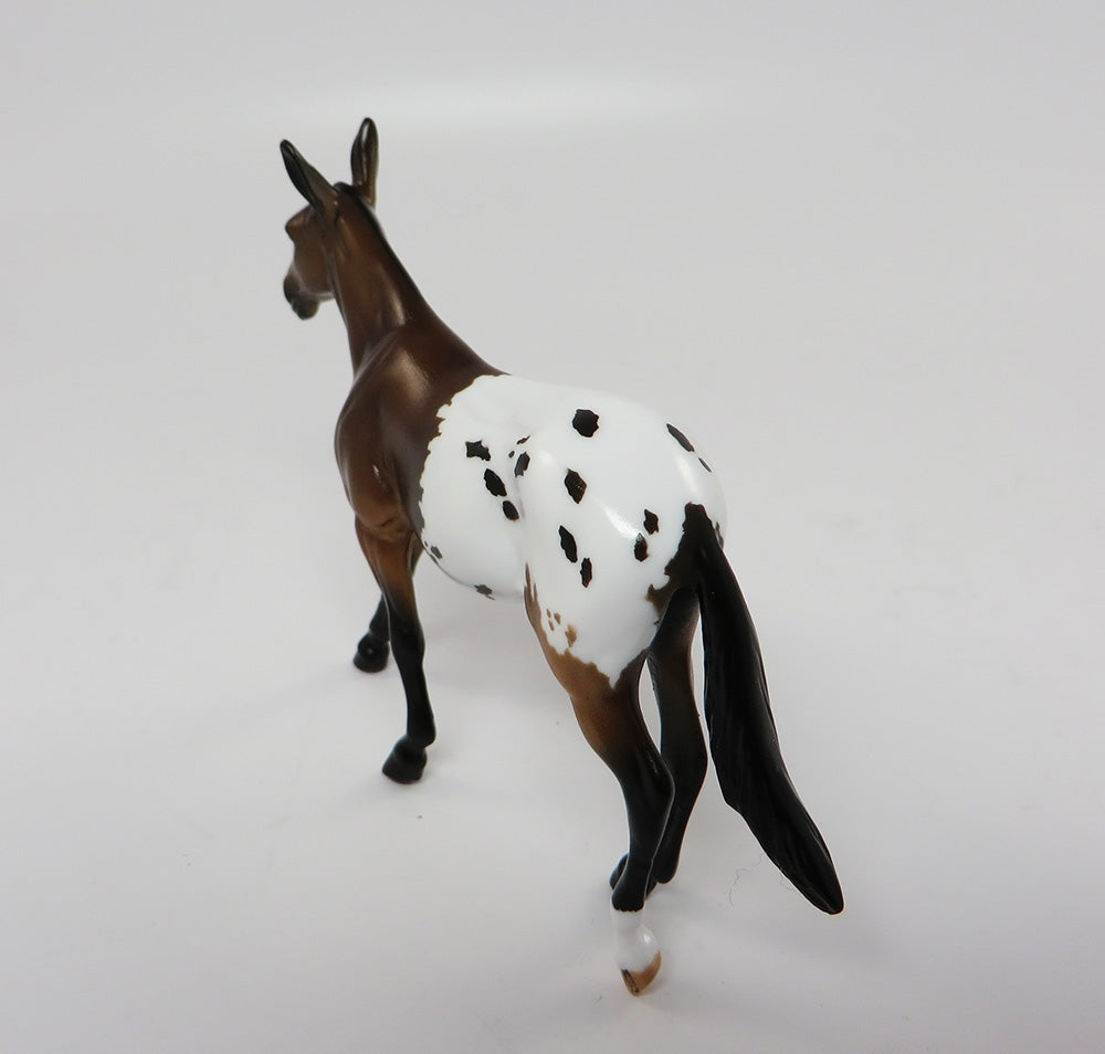 Appaloosa