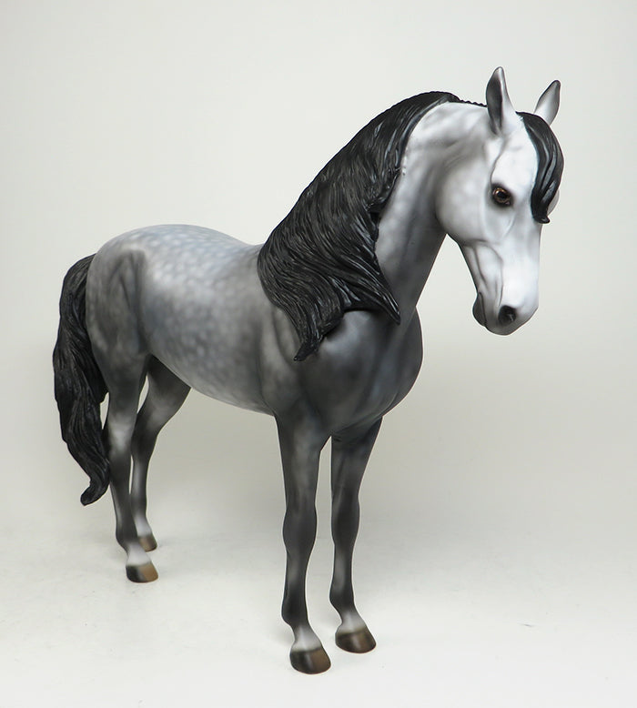 DAPPLE GREY ANDALUSIAN ST.ASONIA