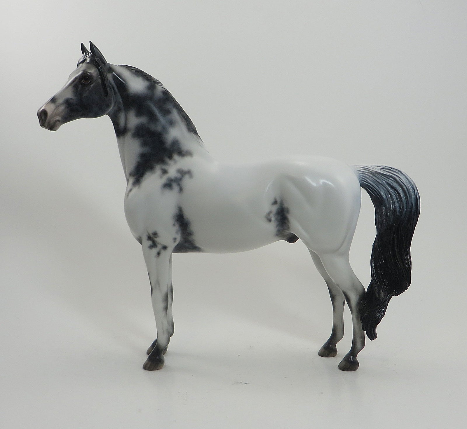 BOMB SHELLE - OOAK Few Spot Appaloosa Morgan 8/14
