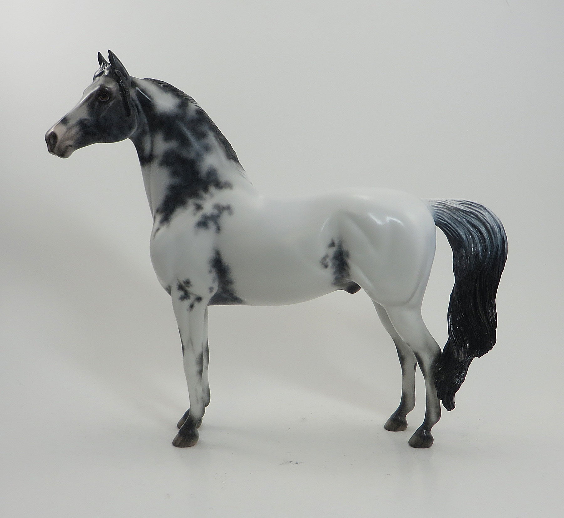 BOMB SHELLE - OOAK Few Spot Appaloosa Morgan 8/14