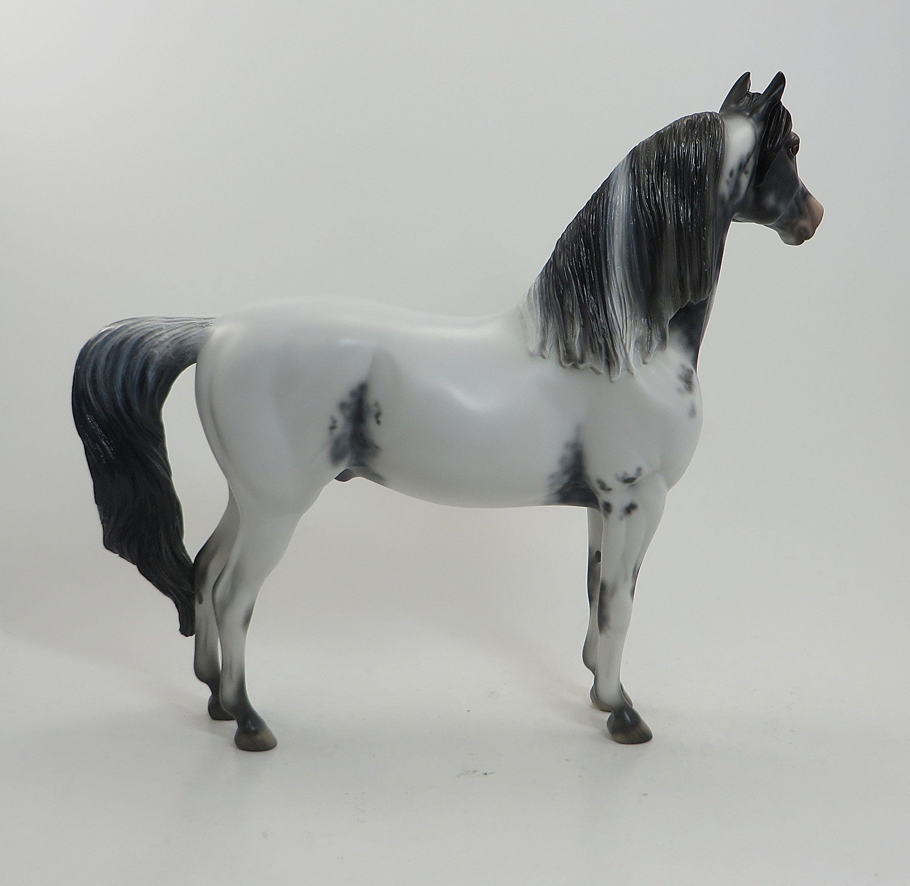 BOMB SHELLE - OOAK Few Spot Appaloosa Morgan 8/14