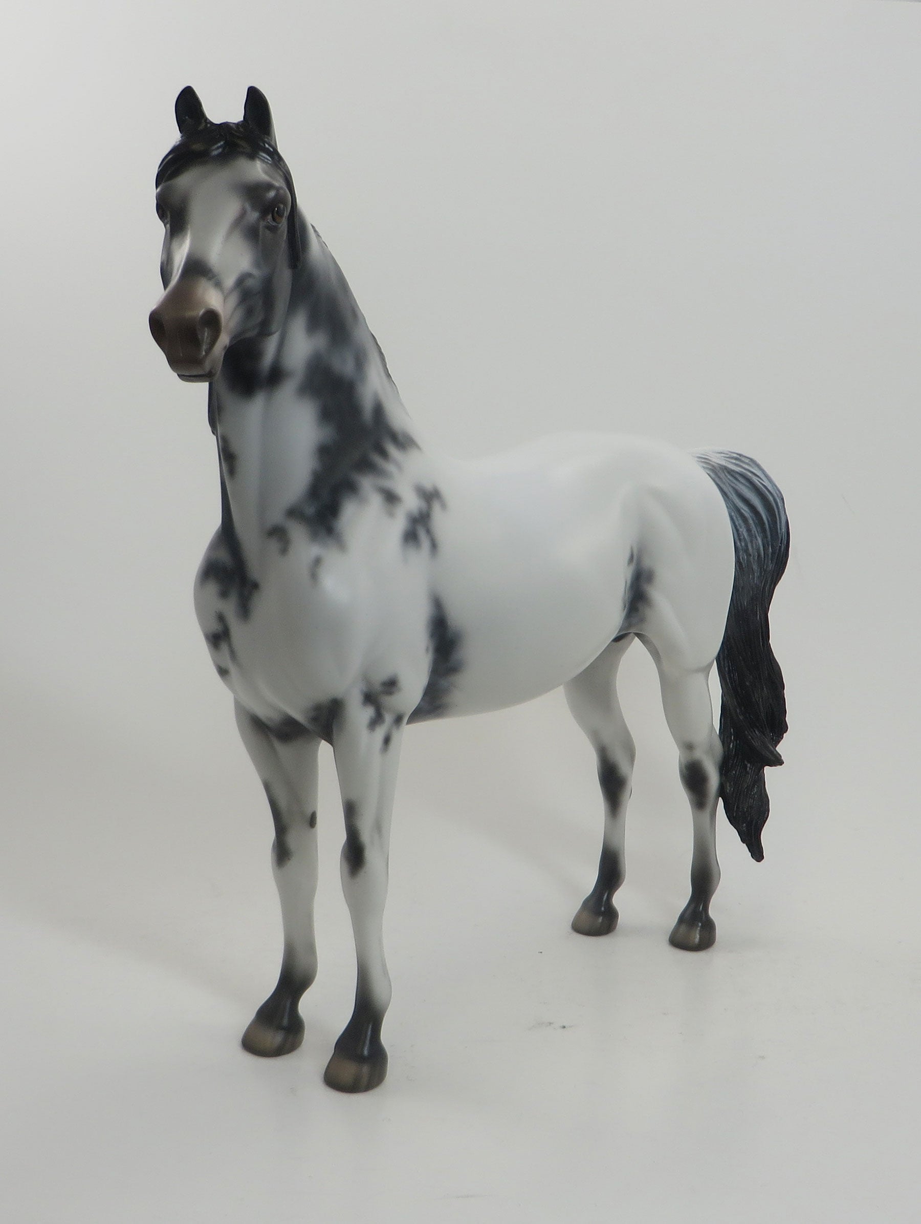 BOMB SHELLE - OOAK Few Spot Appaloosa Morgan 8/14