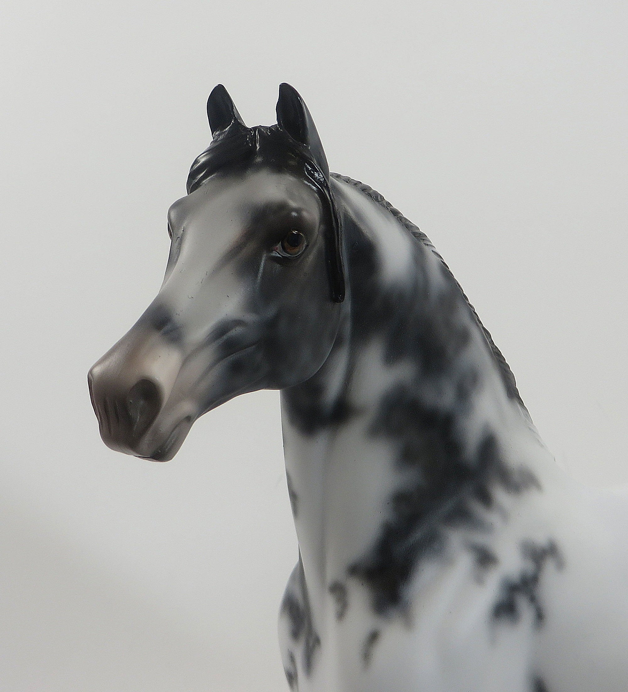 BOMB SHELLE - OOAK Few Spot Appaloosa Morgan 8/14