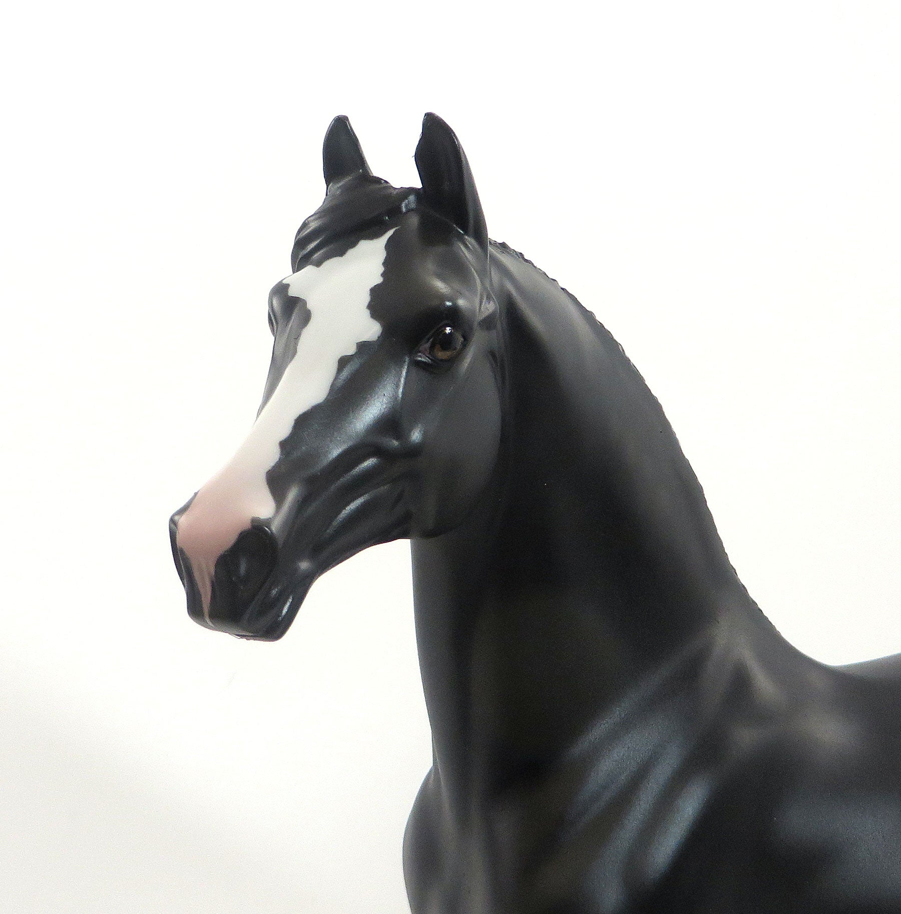 PONTIDORA - OOAK Dappled Black Morgan Model Horse - 8/14