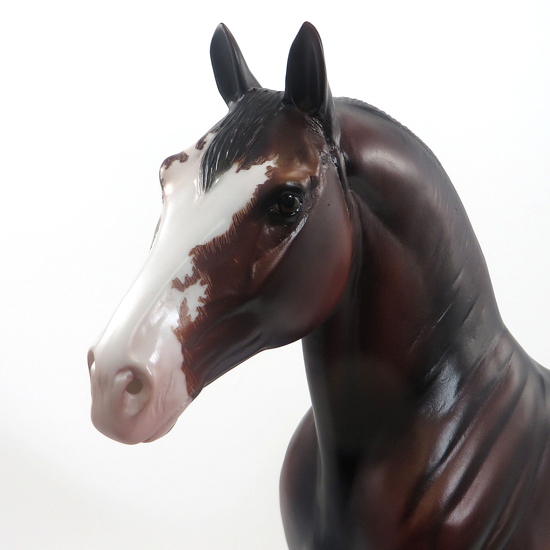 THIRG - OOAK Bay Sabino Standing Drafter W/One Blue Eyes and One Brown Eye 8/14