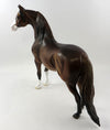 Morgan Horse