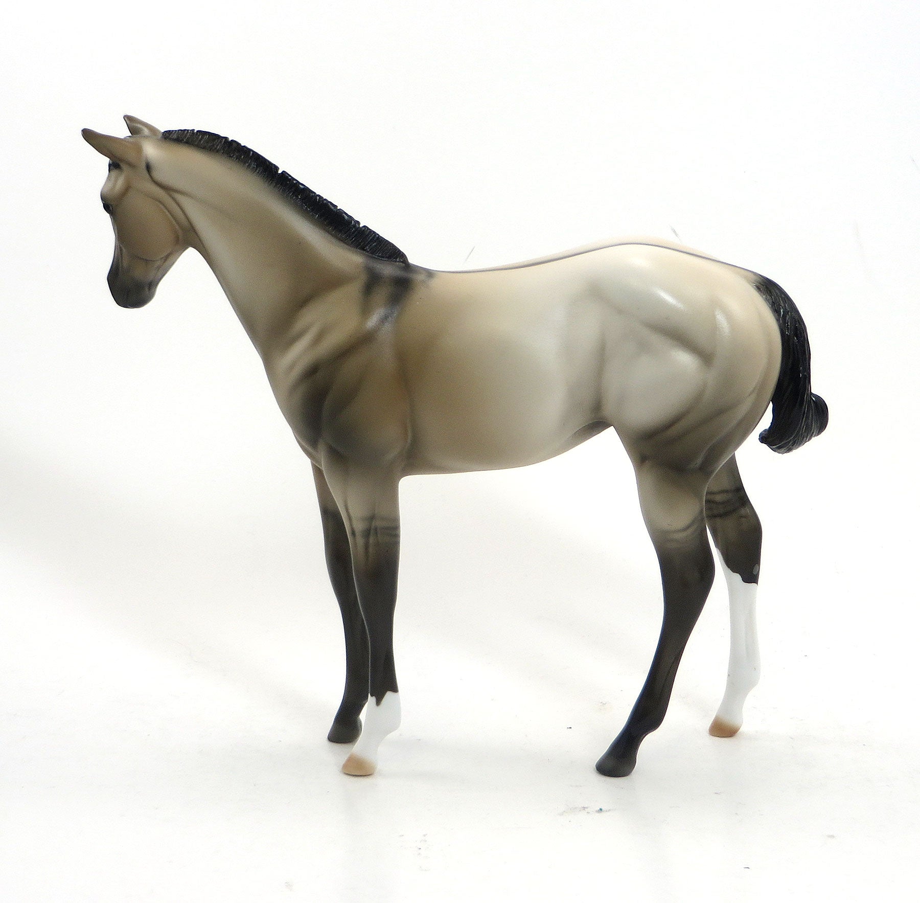 CLAVA CLUCK - OOAK Pale Buckskin Weanling 8/14