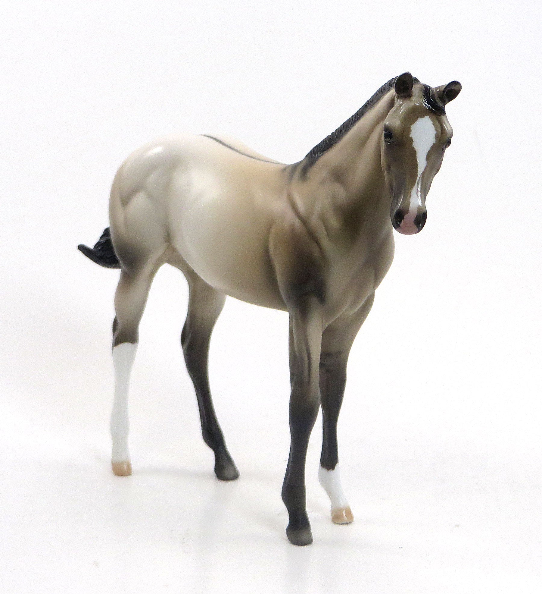 CLAVA CLUCK - OOAK Pale Buckskin Weanling 8/14