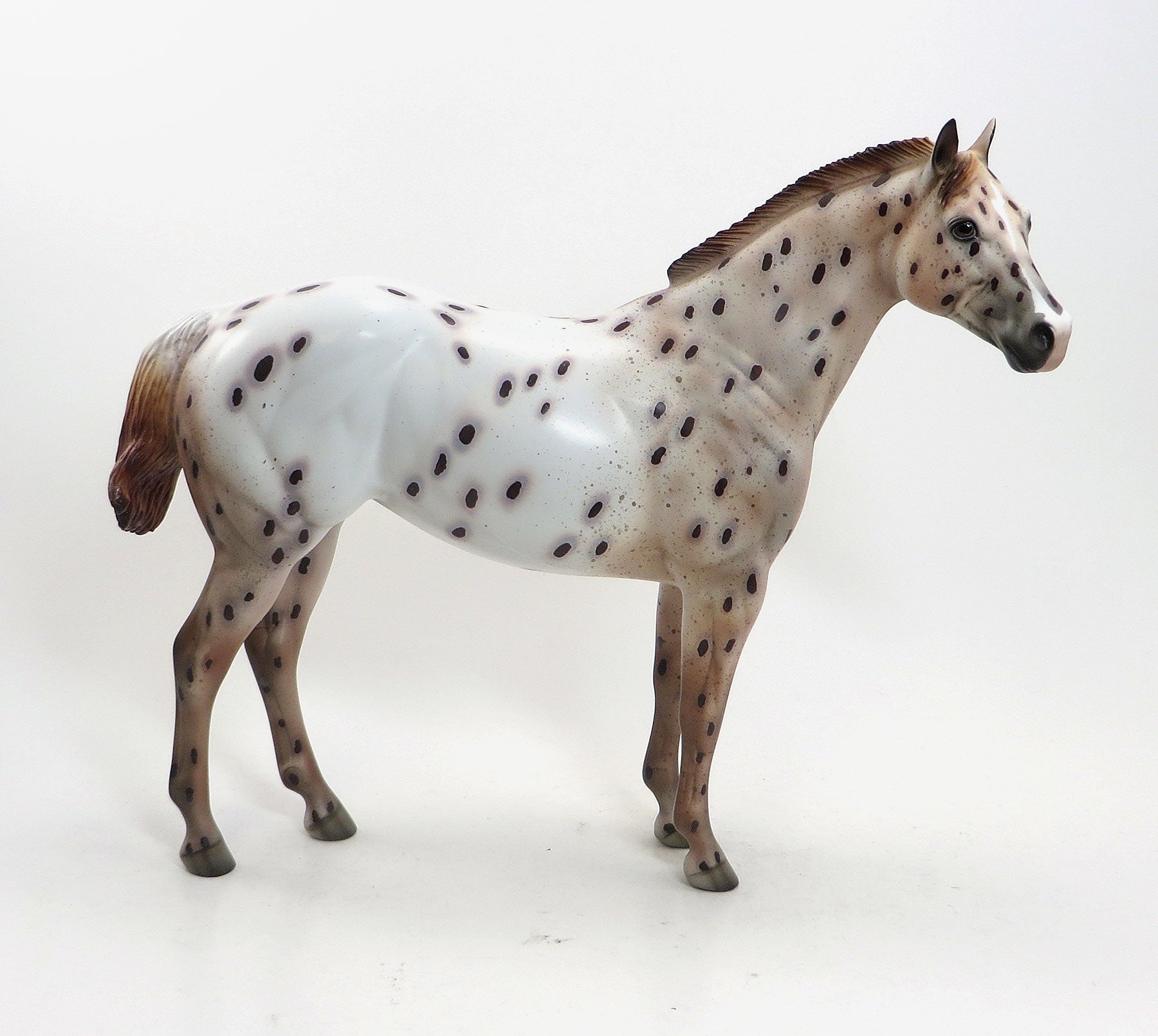 FIRE WITCH - OOAK Chestnut Appaloosa Stock Horse Mare 8/14