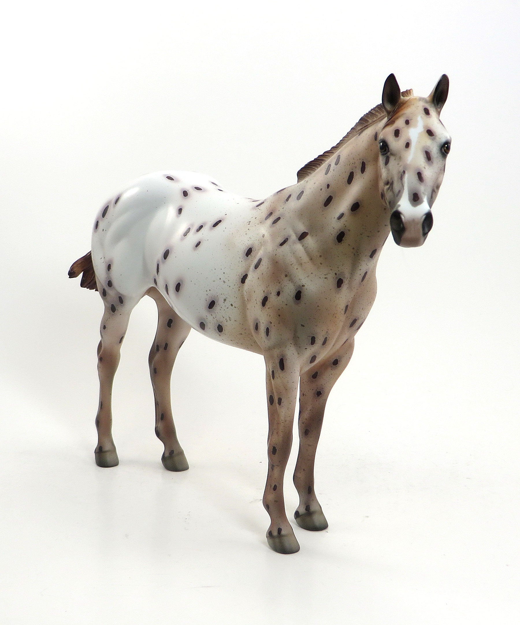 FIRE WITCH - OOAK Chestnut Appaloosa Stock Horse Mare 8/14
