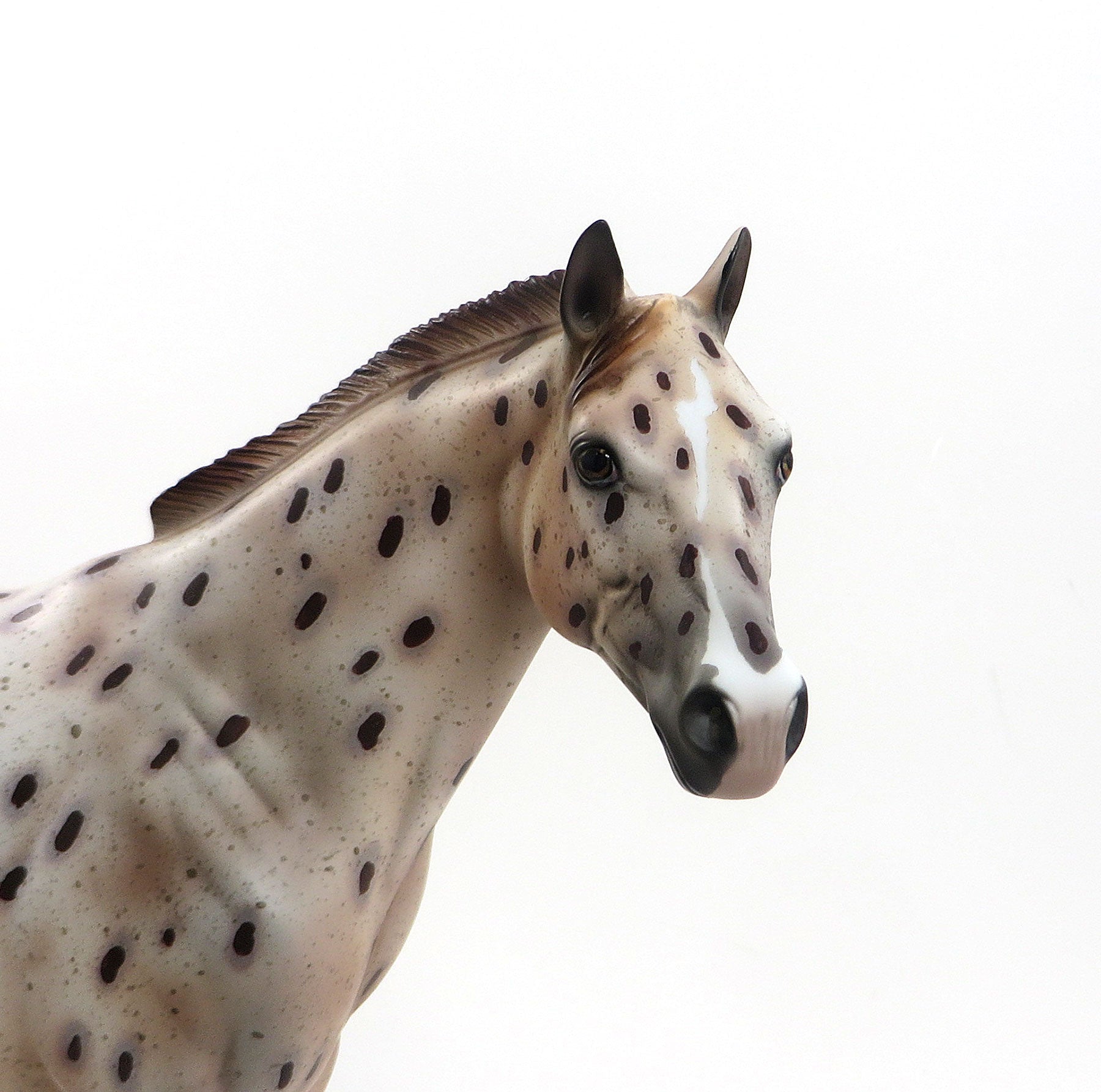 FIRE WITCH - OOAK Chestnut Appaloosa Stock Horse Mare 8/14