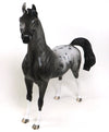 appaloosa arabian