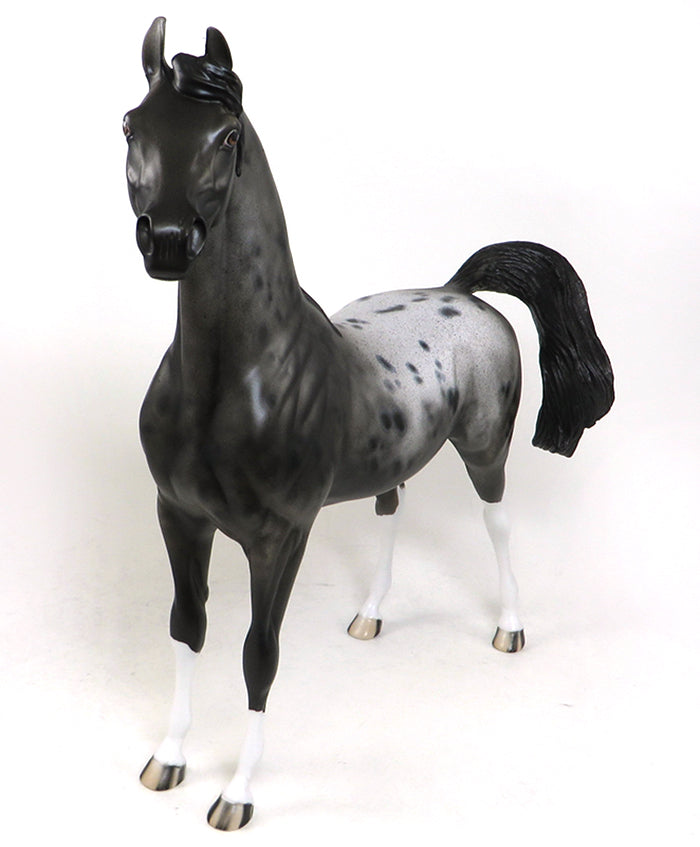 appaloosa arabian