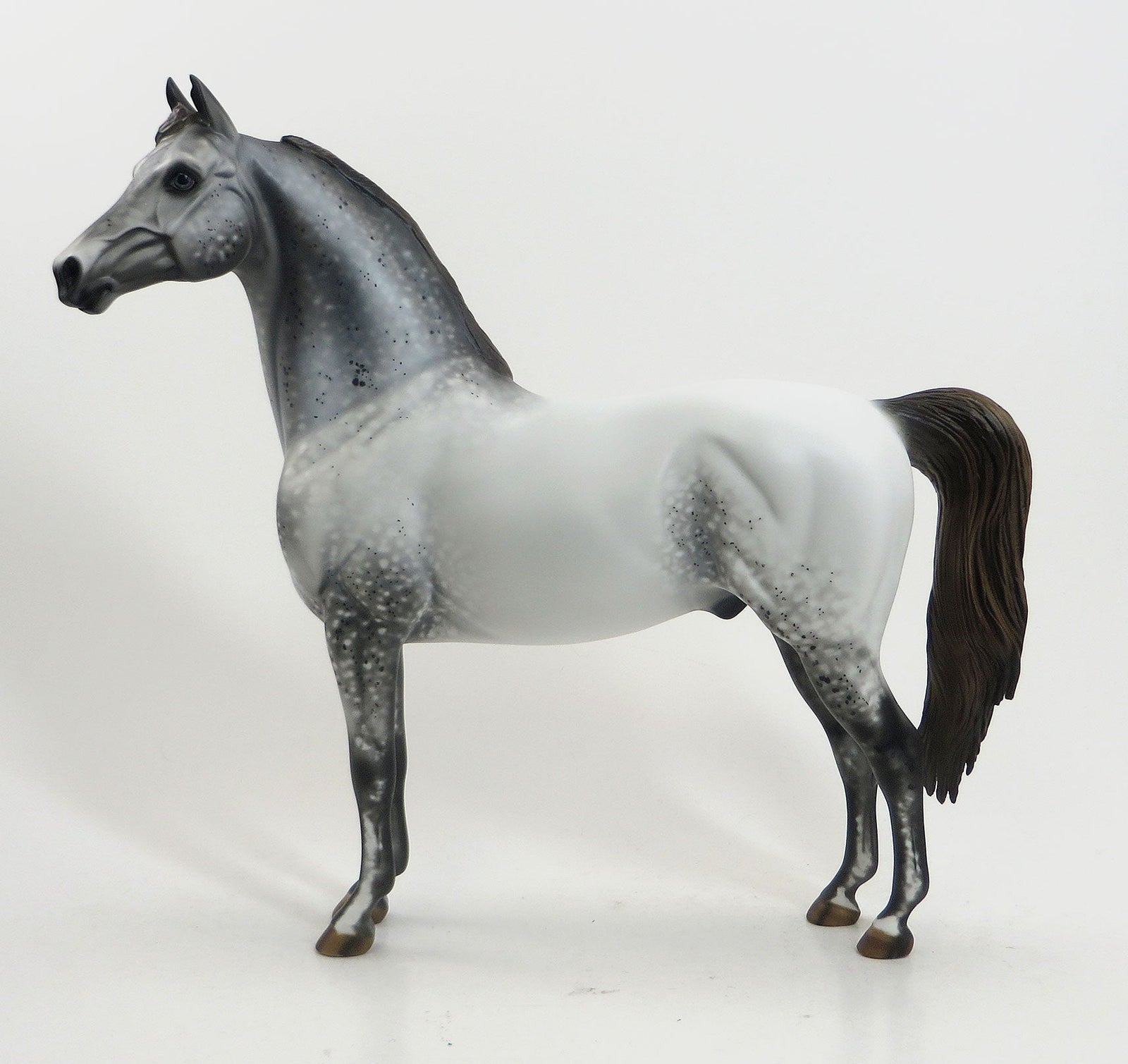 CATORI - OOAK Grey Appaloosa Morgan 8/21