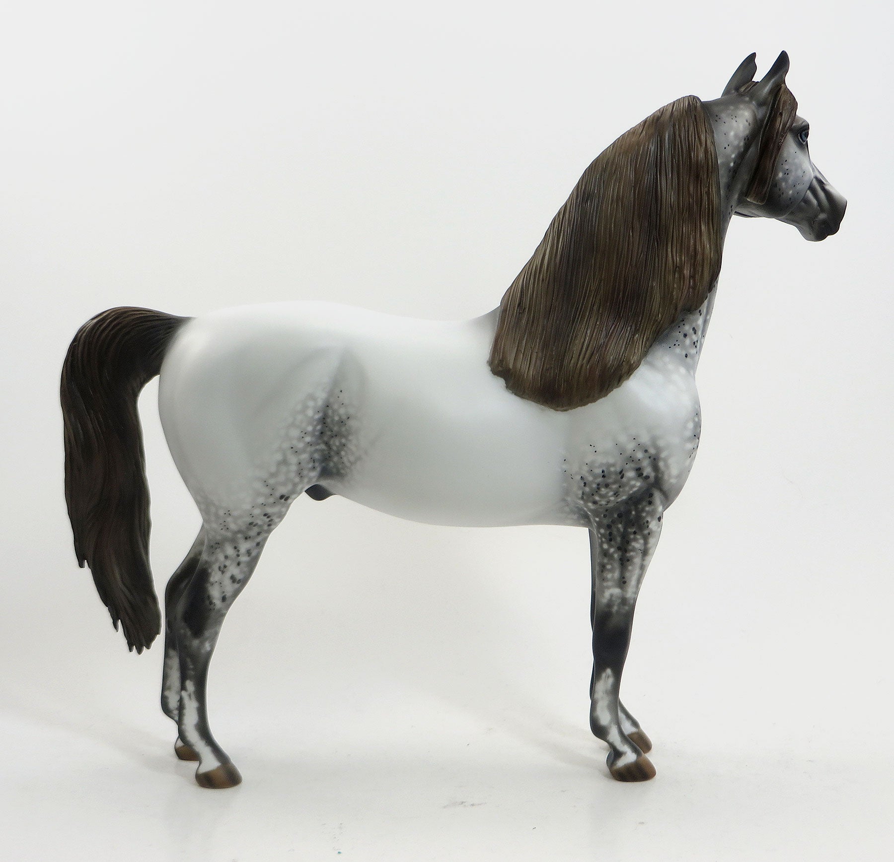 CATORI - OOAK Grey Appaloosa Morgan 8/21