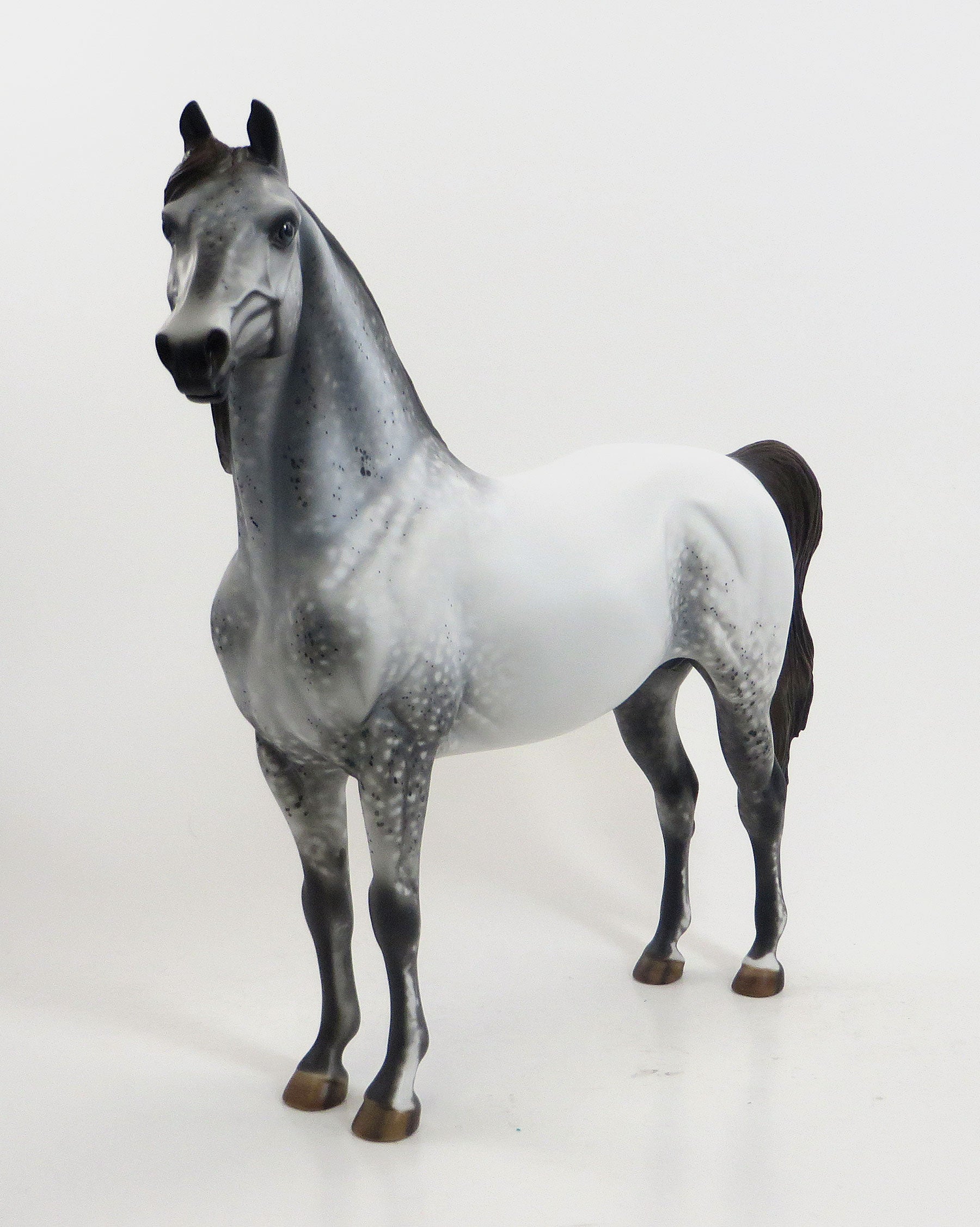 CATORI - OOAK Grey Appaloosa Morgan 8/21