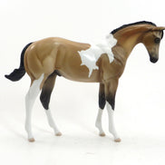 MEAN TWEET - OOAK Buckskin Tobiano Weanling by D'Array Jone Frank - 5/15