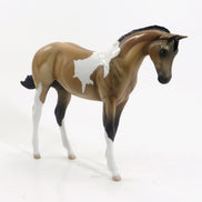 MEAN TWEET - OOAK Buckskin Tobiano Weanling by D'Array Jone Frank - 5/15