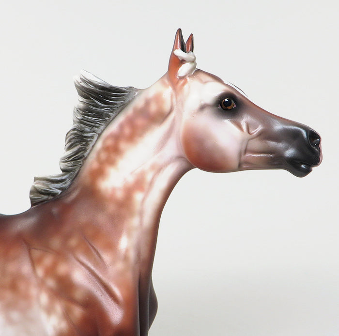 CONTESSA-OOAK SILVER BAY GOING GREY ARABIAN YEARLING MODEL HORSE 5/20