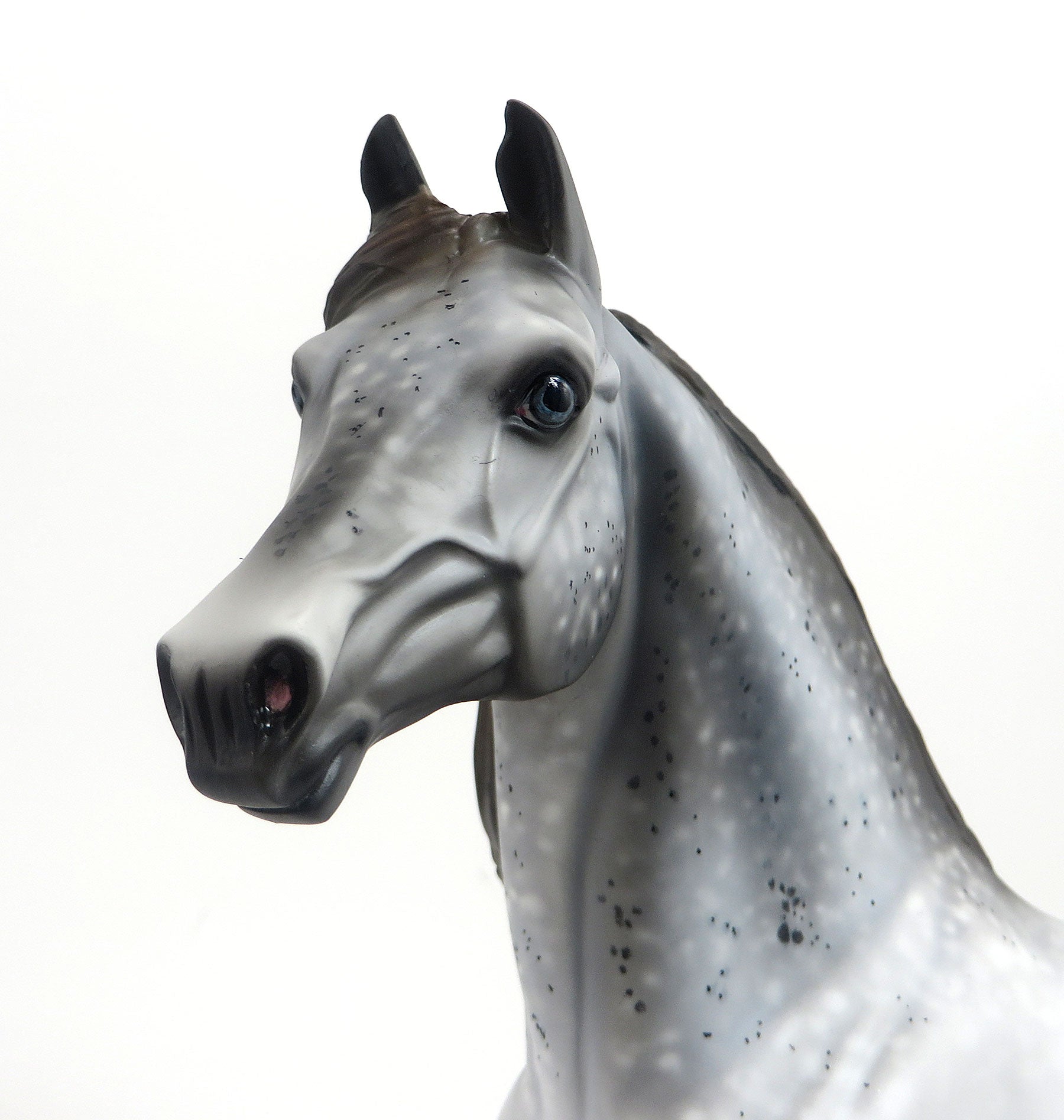 CATORI - OOAK Grey Appaloosa Morgan 8/21