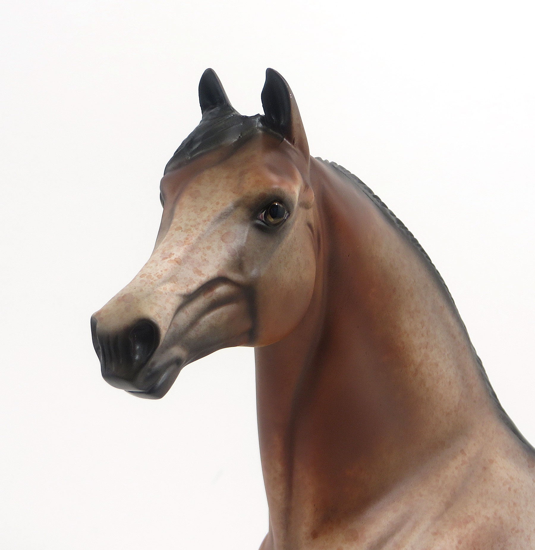 JAILBIRD - OOAK Chestnut Roan Morgan 8/21