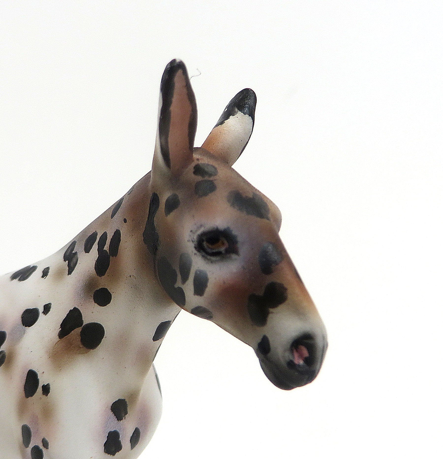 AUNTIE MATTER - OOAK Chestnut Appaloosa Mule Chip 8/21