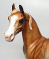 rabicano