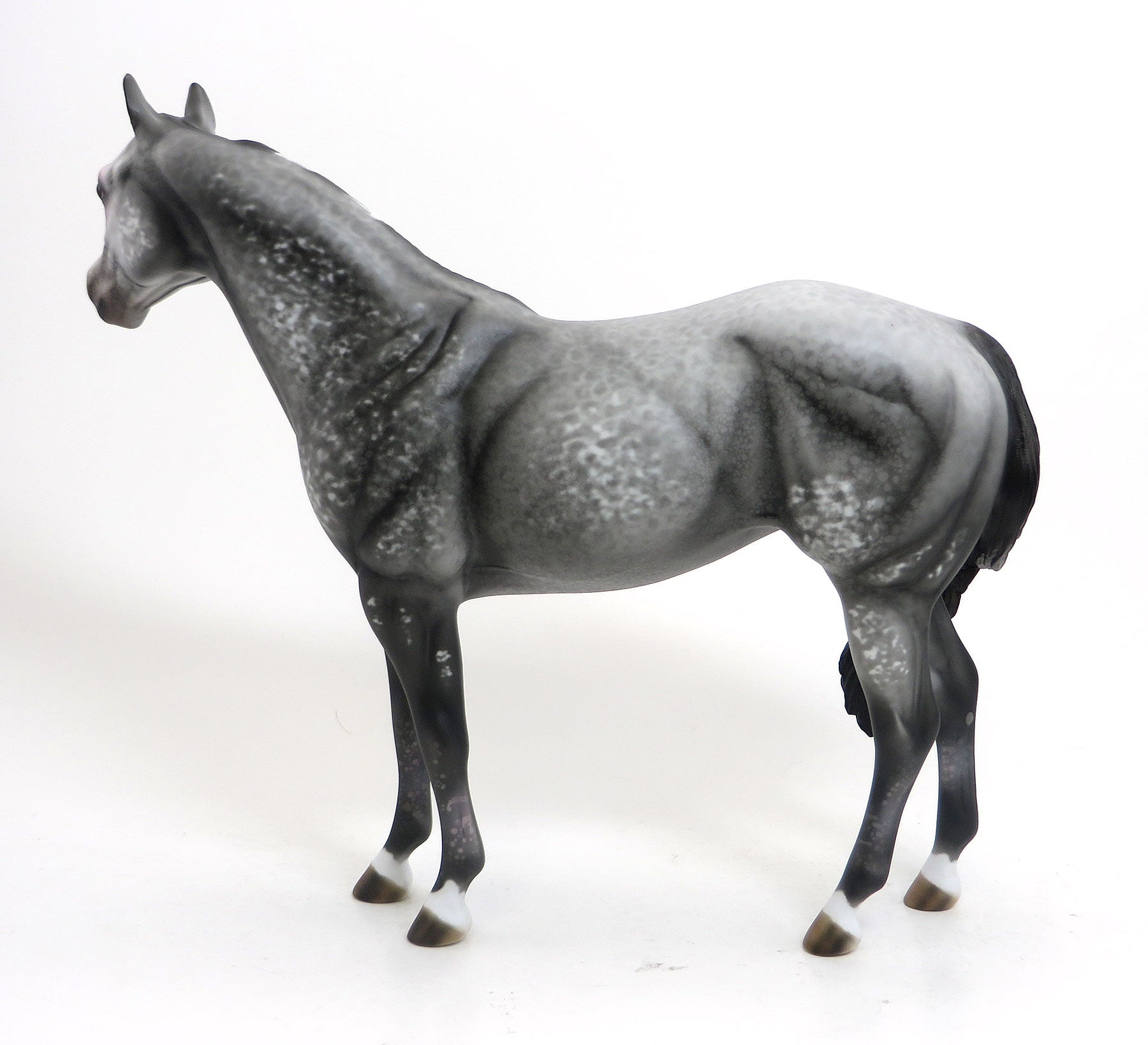 PELIPA - OOAK Dark Grey Appaloosa Stock Horse Mare 8/21