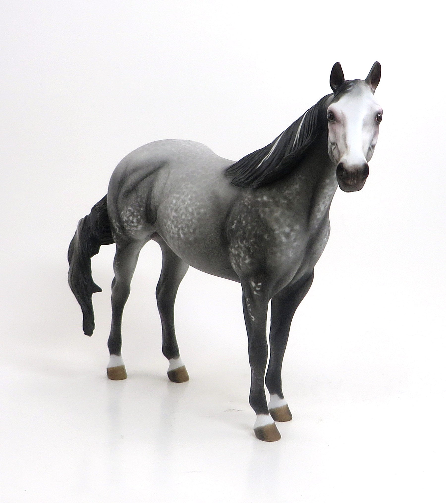 PELIPA - OOAK Dark Grey Appaloosa Stock Horse Mare 8/21