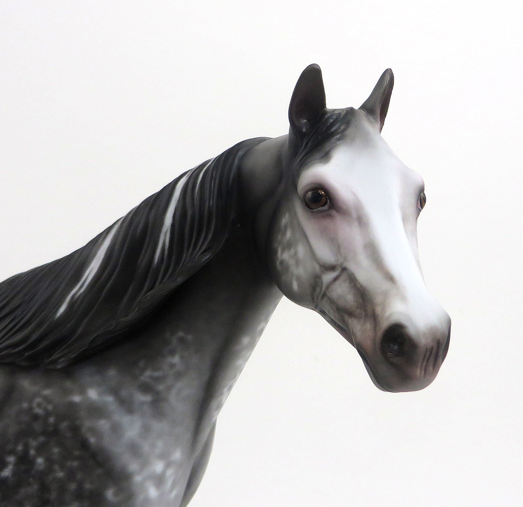 PELIPA - OOAK Dark Grey Appaloosa Stock Horse Mare 8/21