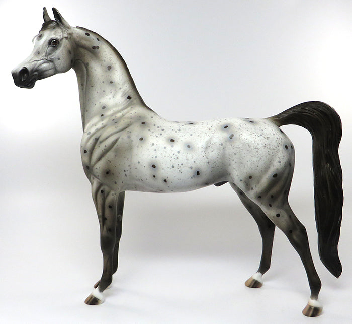 Medallion dark chestnut appaloosa