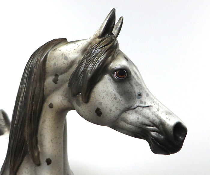 dark chestnut appaloosa 