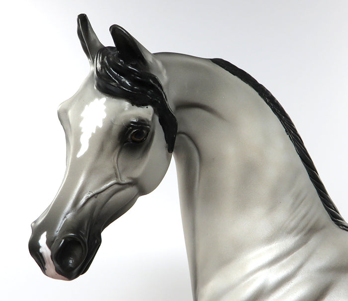 sheldek arabian stallion