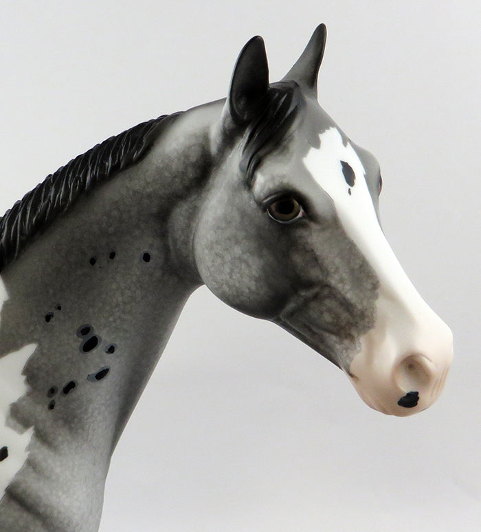 Appaloosa