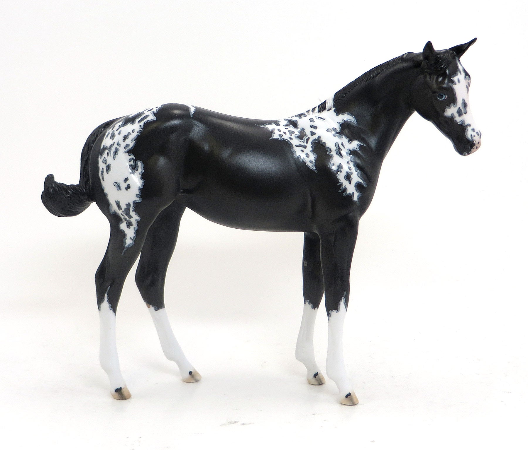 Camilla's Secret- OOAK Black Paint Weanling 8/28