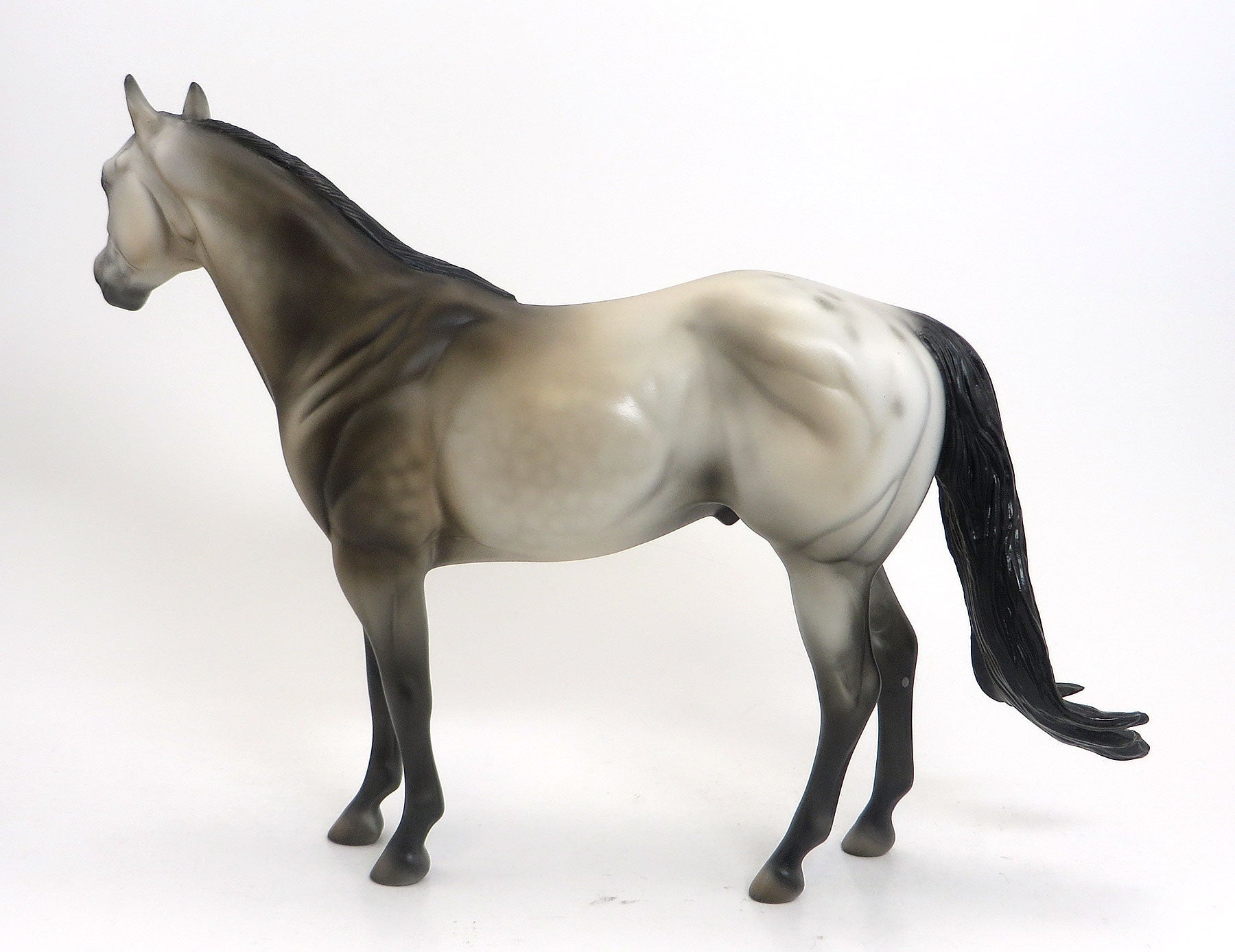 MR. BADLANDS- OOAK Dapple Gray Appaloosa Stock Horse 8/28
