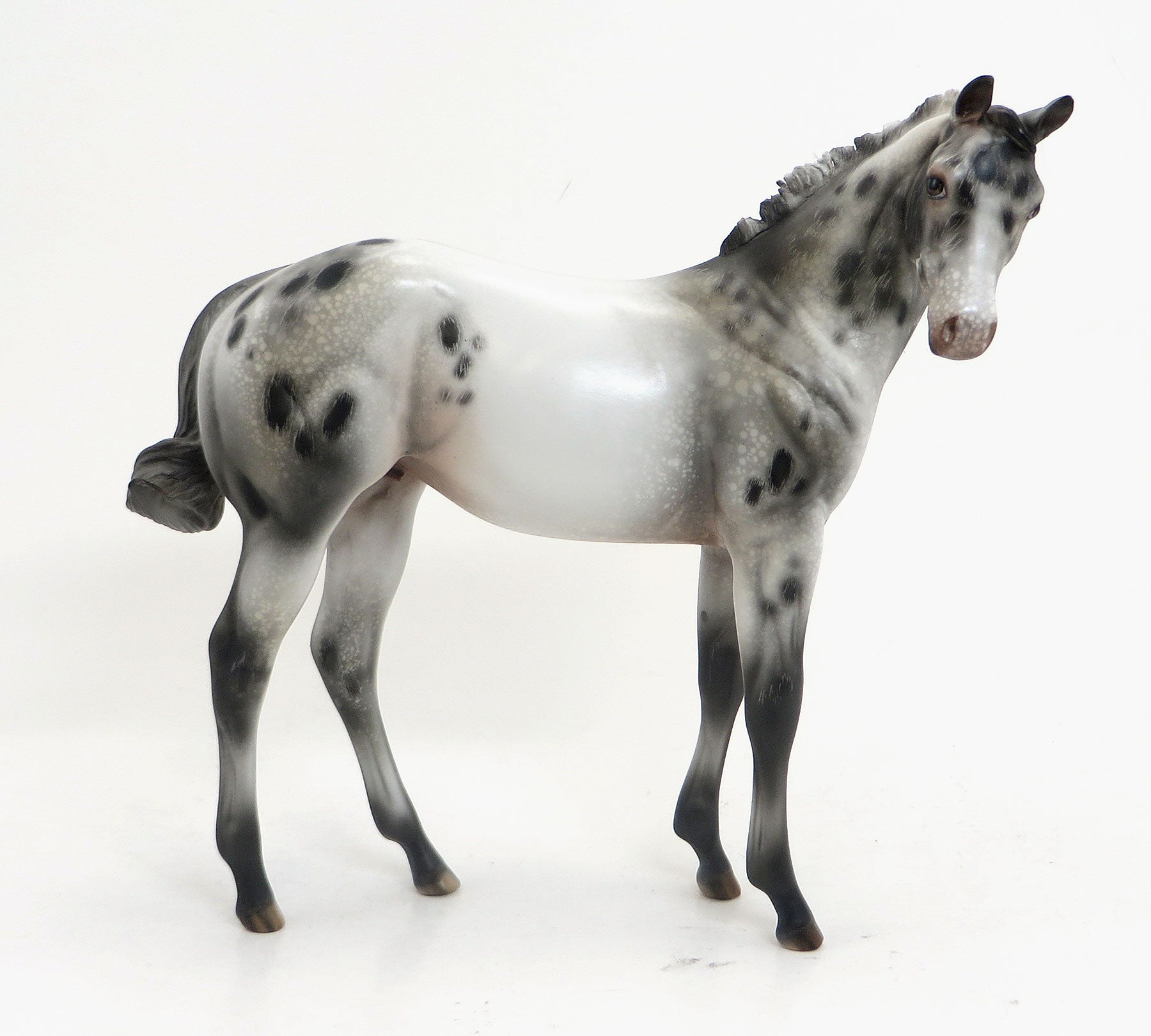 KIMI (Secret) - LE 6 Appaloosa Weanling-Pre-order  8/28