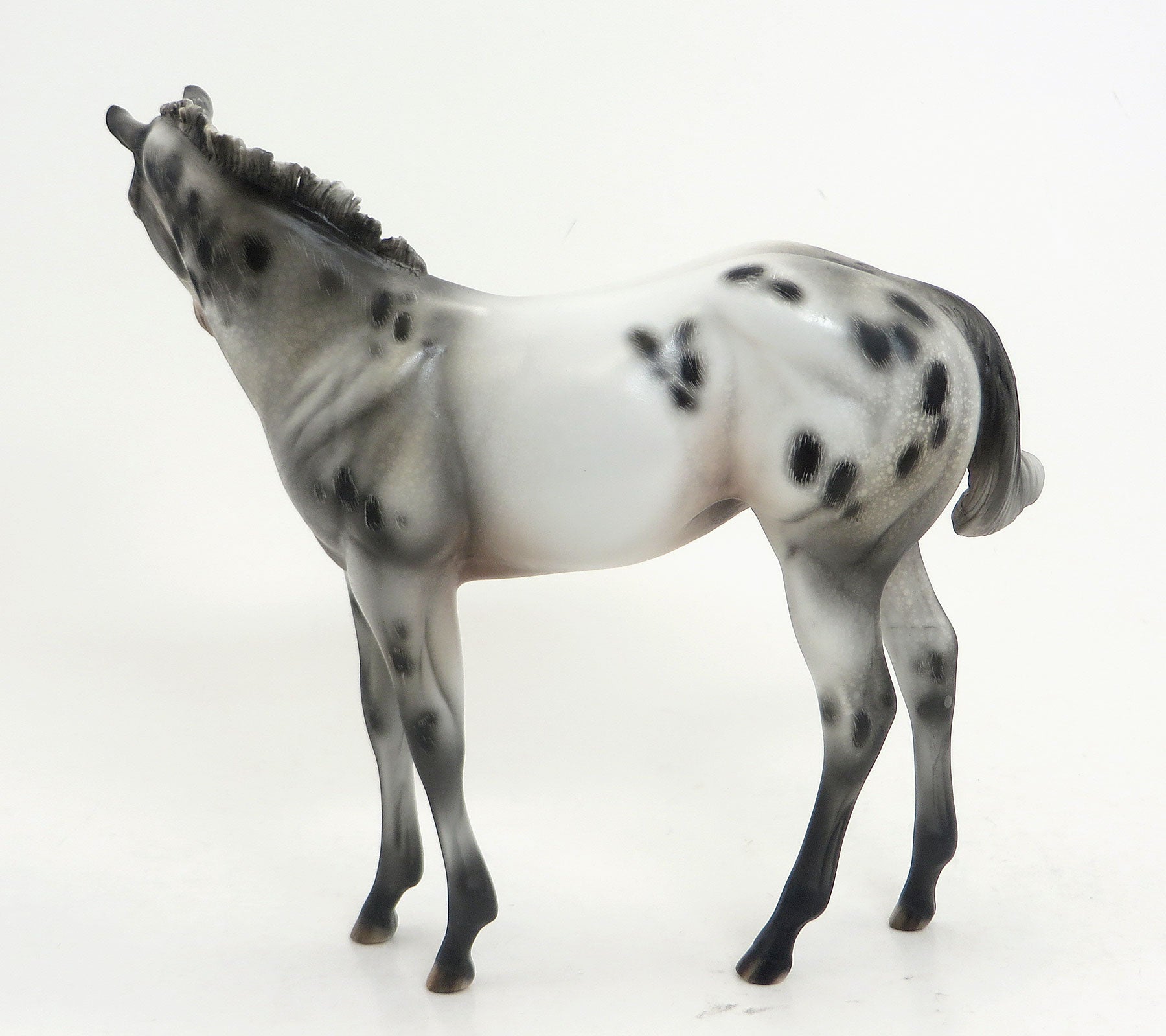 KIMI (Secret) - LE 6 Appaloosa Weanling-Pre-order  8/28