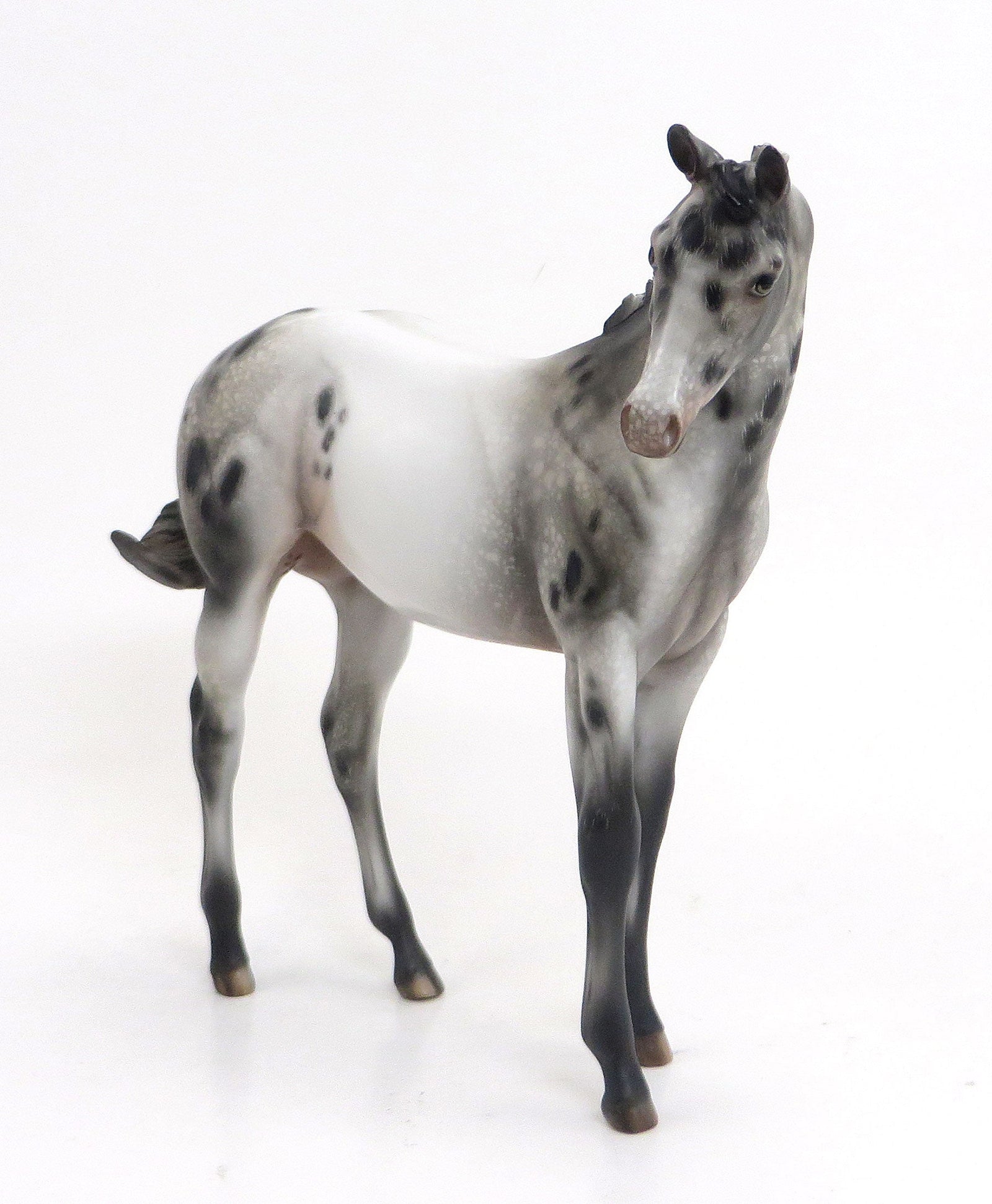 KIMI (Secret) - LE 6 Appaloosa Weanling-Pre-order  8/28