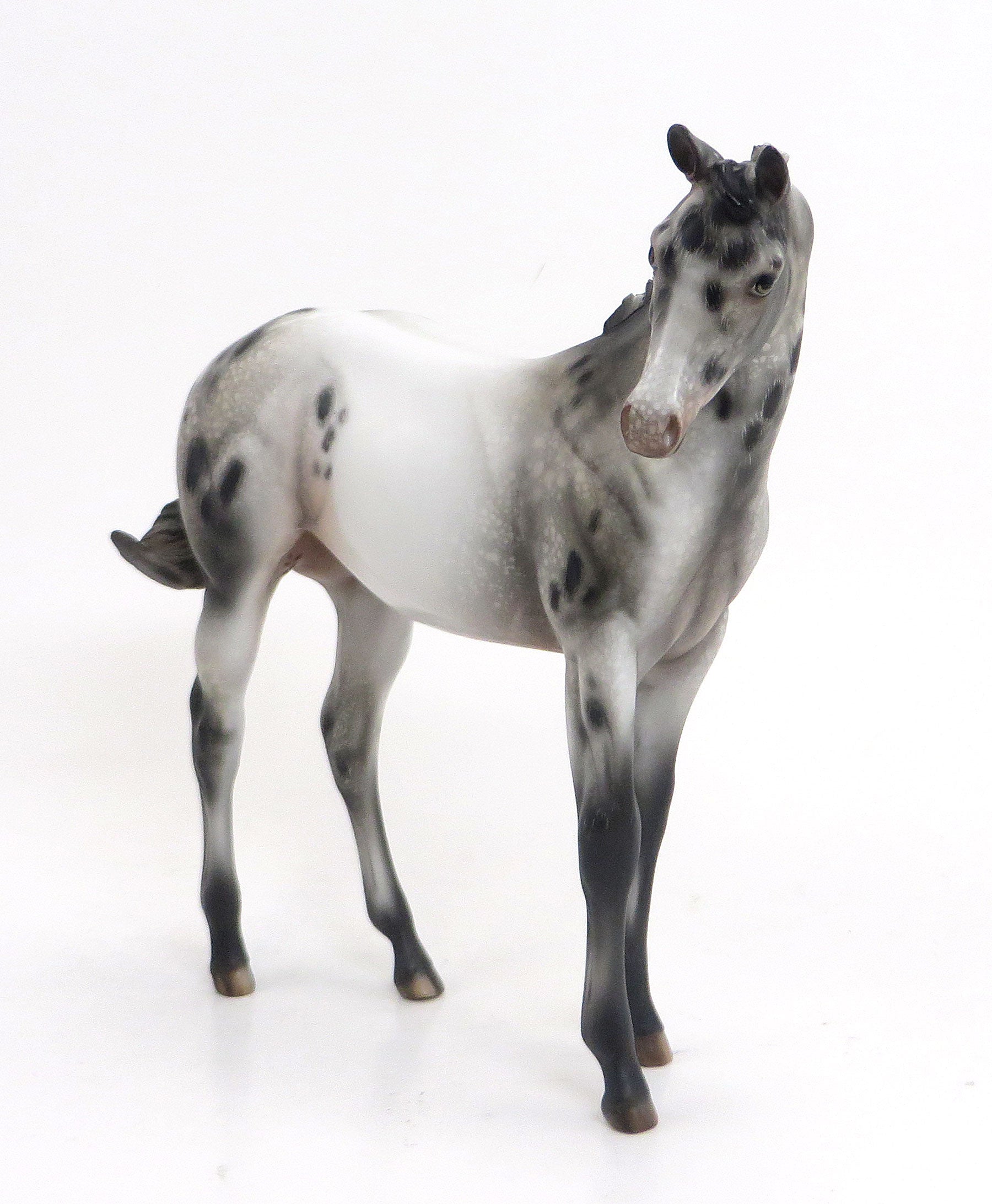 KIMI (Secret) - LE 6 Appaloosa Weanling-Pre-order  8/28